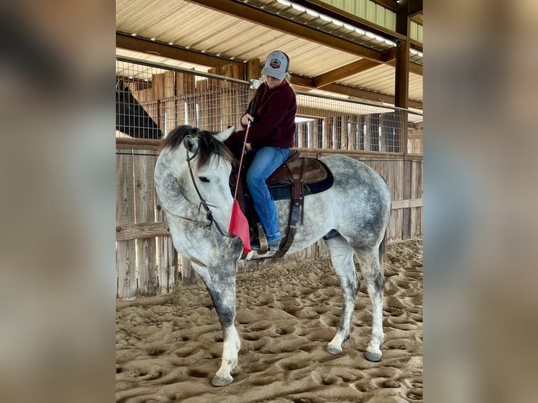 American Quarter Horse Gelding 5 years 15 hh Gray in Ravenna, TX