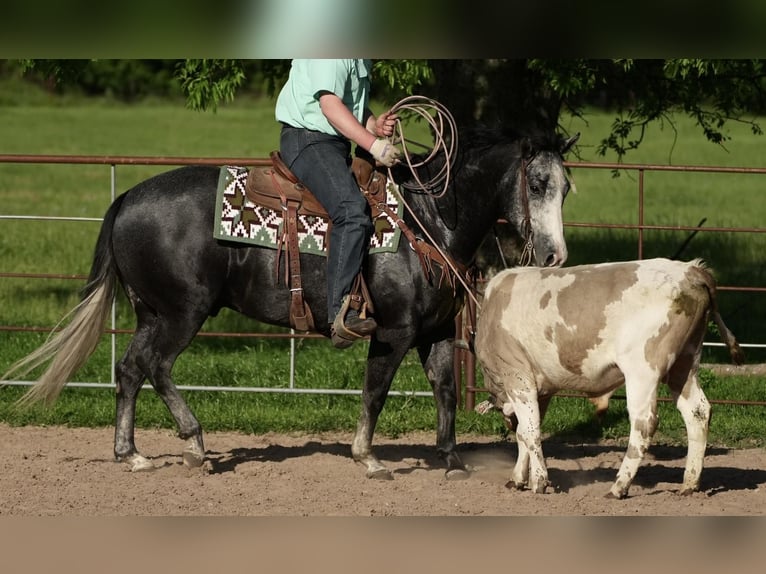 American Quarter Horse Gelding 5 years 15 hh Gray in Weatherford