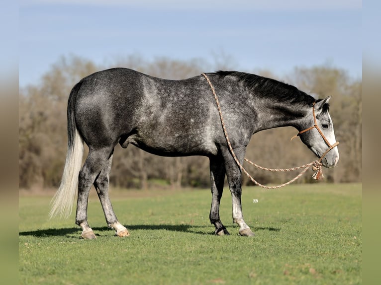 American Quarter Horse Gelding 5 years 15 hh Gray in Weatherford