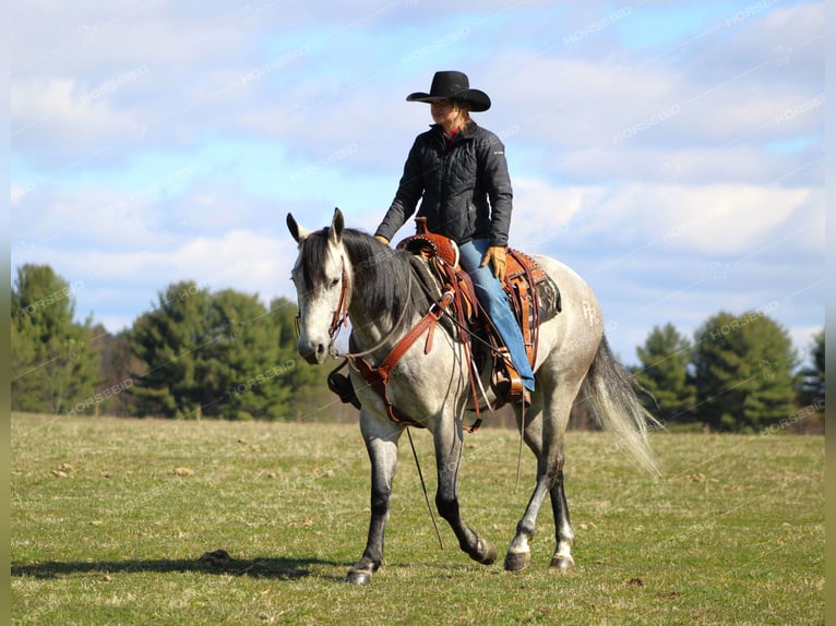 American Quarter Horse Gelding 5 years 15 hh Gray in Clarion, PA