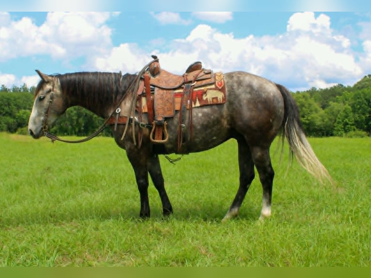 American Quarter Horse Gelding 5 years 15 hh Grey in Rusk