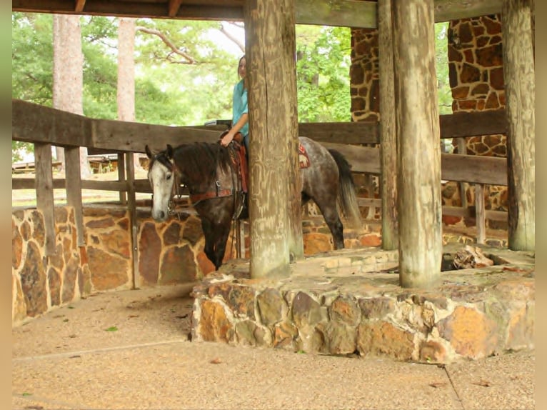 American Quarter Horse Gelding 5 years 15 hh Grey in Rusk