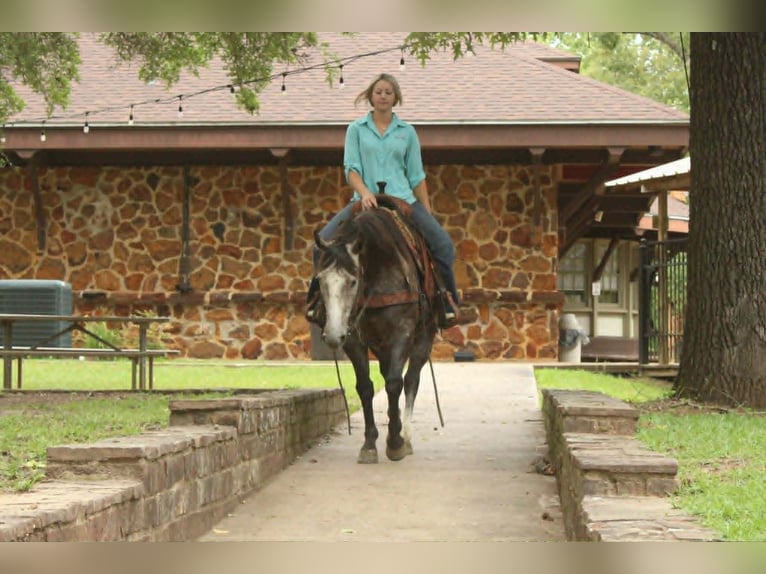 American Quarter Horse Gelding 5 years 15 hh Grey in Rusk