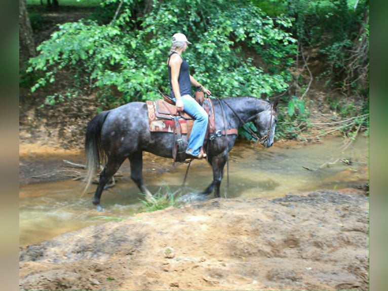 American Quarter Horse Gelding 5 years 15 hh Grey in Rusk