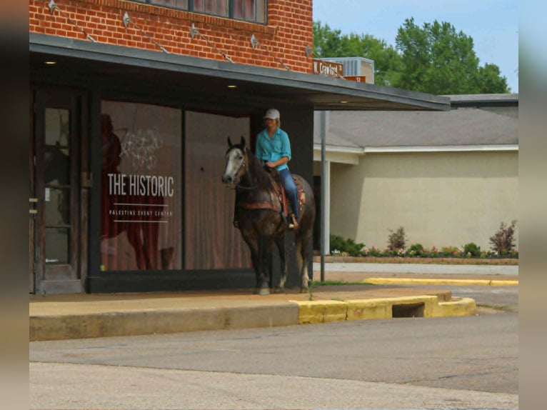 American Quarter Horse Gelding 5 years 15 hh Grey in Rusk