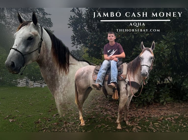 American Quarter Horse Gelding 5 years 15 hh Grey in Iuka, MS