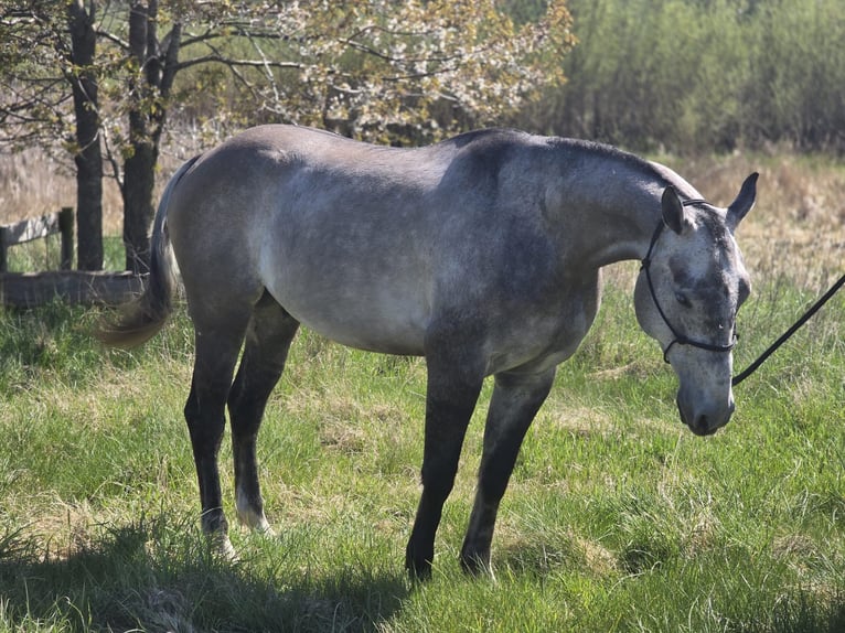 American Quarter Horse Gelding 5 years 15 hh  in Glasin