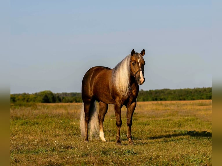 American Quarter Horse Gelding 5 years 15 hh Palomino in Aguila
