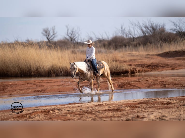 American Quarter Horse Gelding 5 years 15 hh Palomino in Canyon