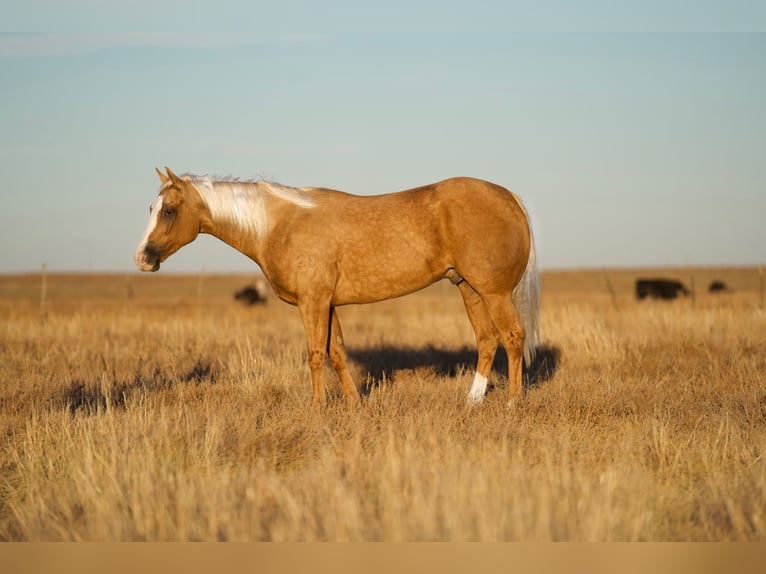 American Quarter Horse Gelding 5 years 15 hh Palomino in Canyon, TX