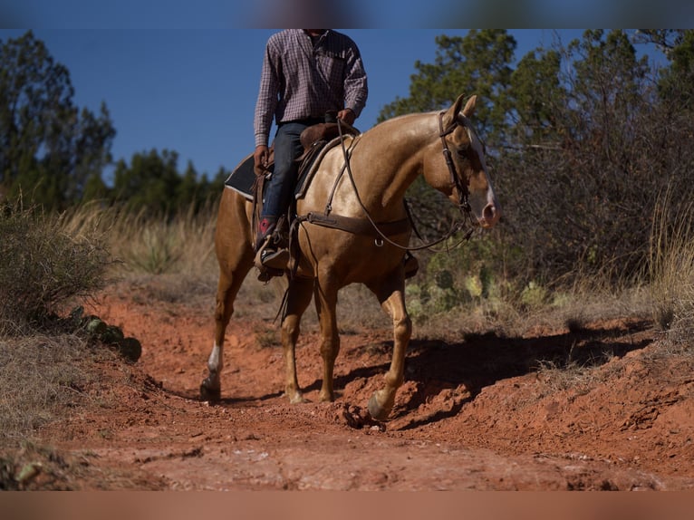 American Quarter Horse Gelding 5 years 15 hh Palomino in Canyon, TX