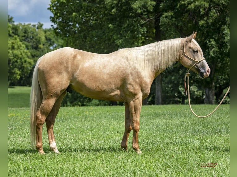 American Quarter Horse Gelding 5 years 15 hh Palomino in Midway, KY