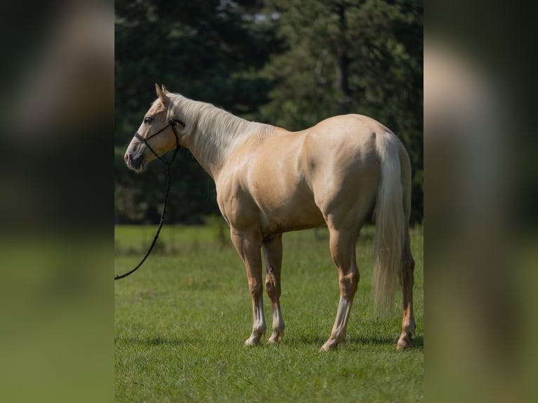 American Quarter Horse Gelding 5 years 15 hh Palomino in Vicksburg, MS