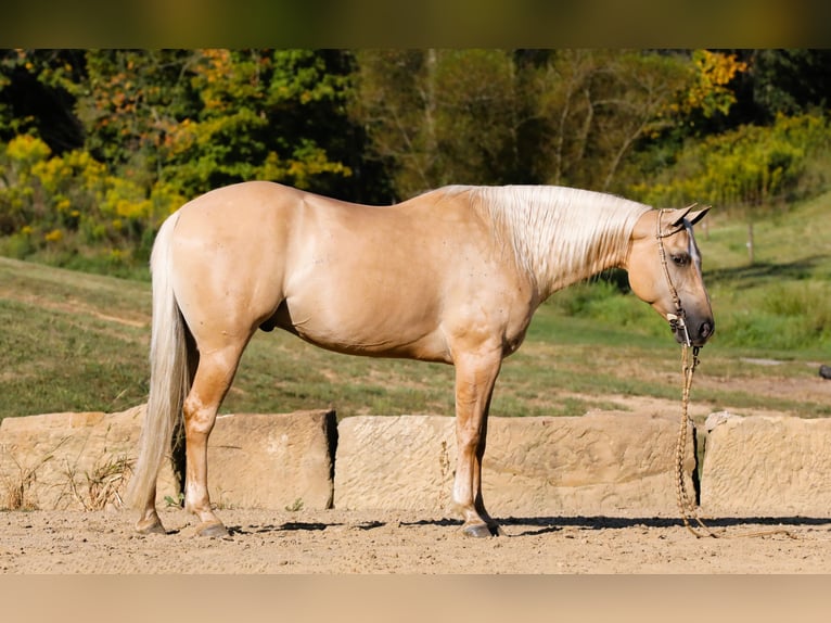 American Quarter Horse Gelding 5 years 15 hh Palomino in Millersburg