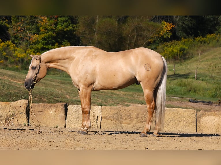 American Quarter Horse Gelding 5 years 15 hh Palomino in Millersburg