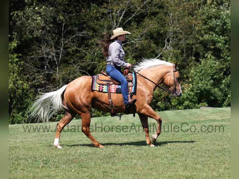 American Quarter Horse Gelding 5 years 15 hh Palomino in Mount Vernon