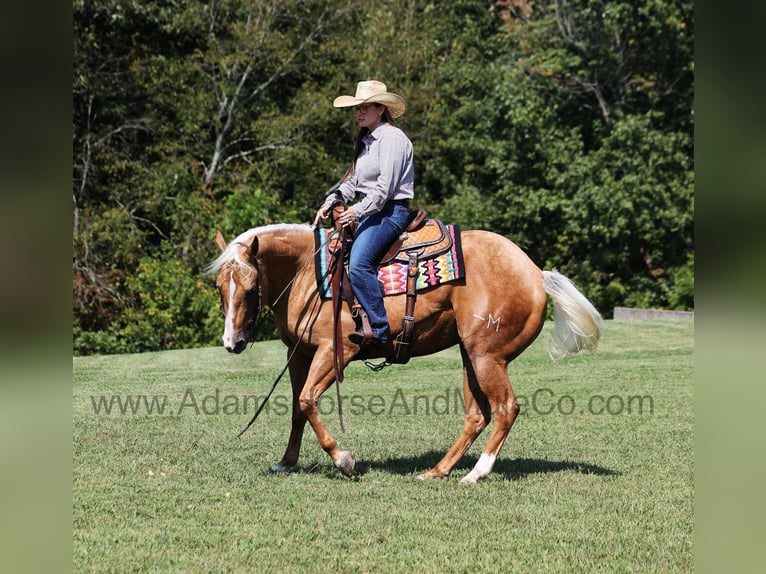 American Quarter Horse Gelding 5 years 15 hh Palomino in Mount Vernon