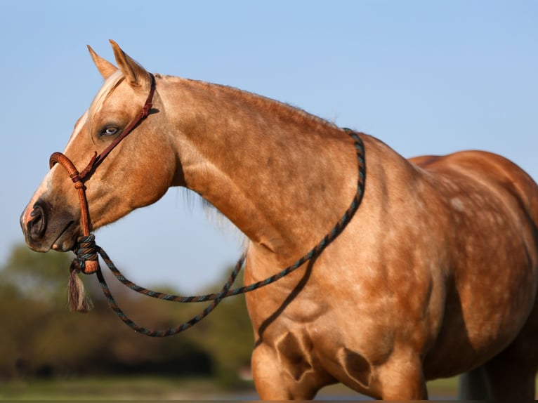 American Quarter Horse Gelding 5 years 15 hh Palomino in Buffalo