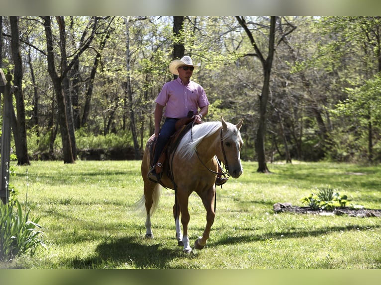 American Quarter Horse Gelding 5 years 15 hh Palomino in Buffalo