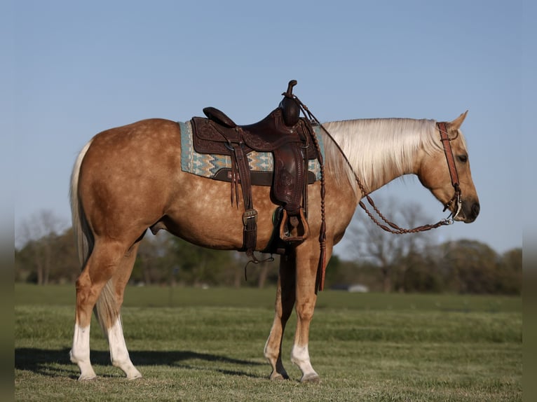 American Quarter Horse Gelding 5 years 15 hh Palomino in Buffalo