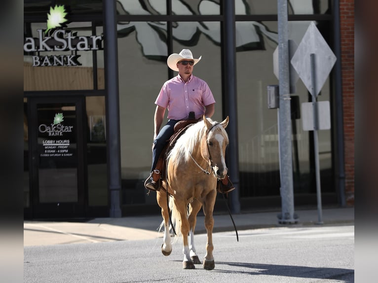 American Quarter Horse Gelding 5 years 15 hh Palomino in Buffalo