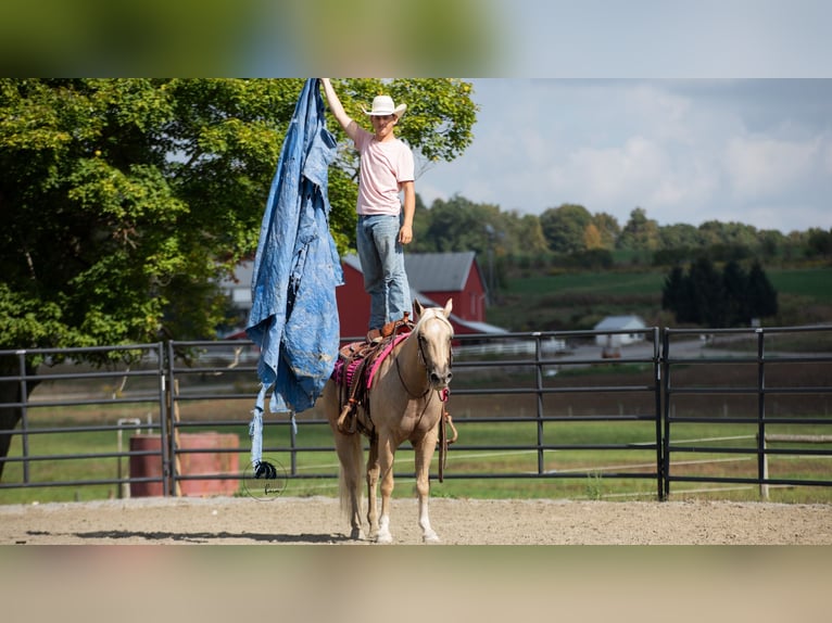 American Quarter Horse Gelding 5 years 15 hh Palomino in Fredericksburg, OH