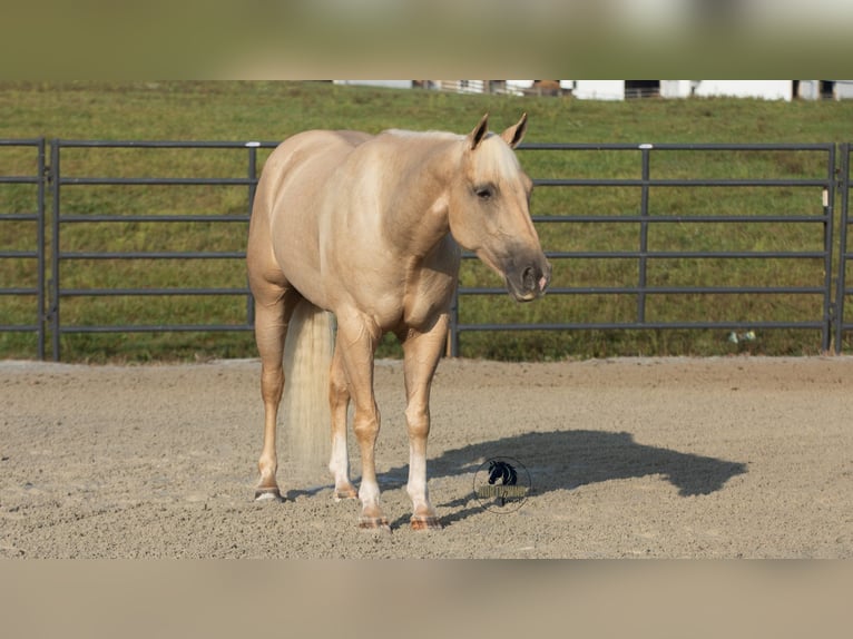 American Quarter Horse Gelding 5 years 15 hh Palomino in Fredericksburg, OH