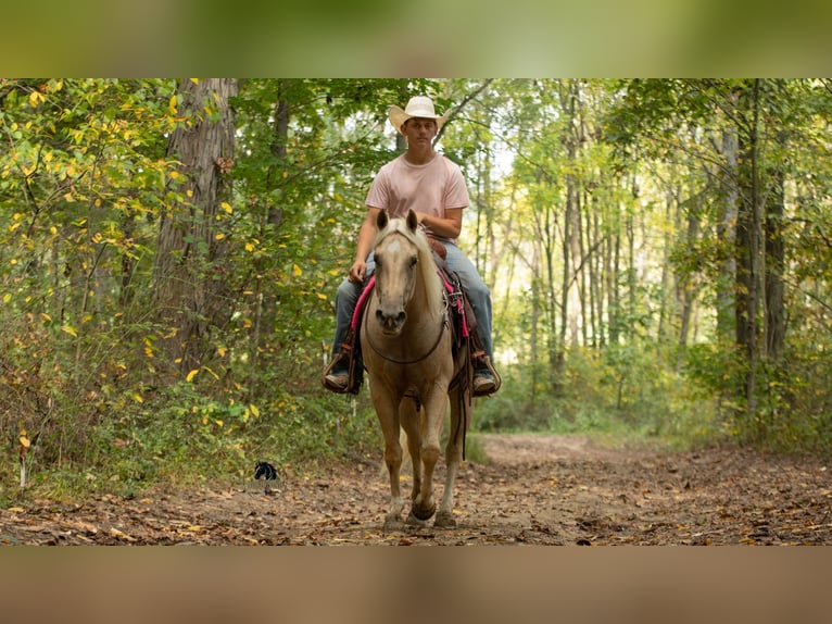 American Quarter Horse Gelding 5 years 15 hh Palomino in Fredericksburg, OH
