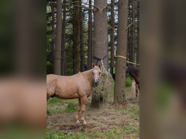American Quarter Horse Gelding 5 years 15 hh Palomino in Millersburg