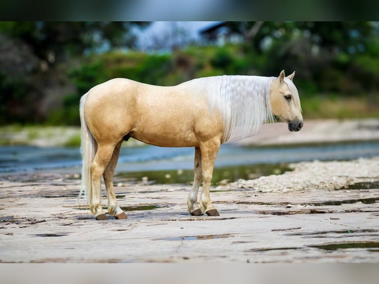 American Quarter Horse Gelding 5 years 15 hh Palomino in Stephenville, TX