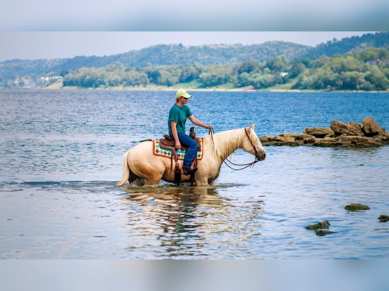 American Quarter Horse Gelding 5 years 15 hh Palomino in Stephenville, TX