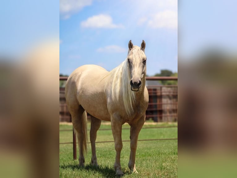 American Quarter Horse Gelding 5 years 15 hh Palomino in Stephenville, TX