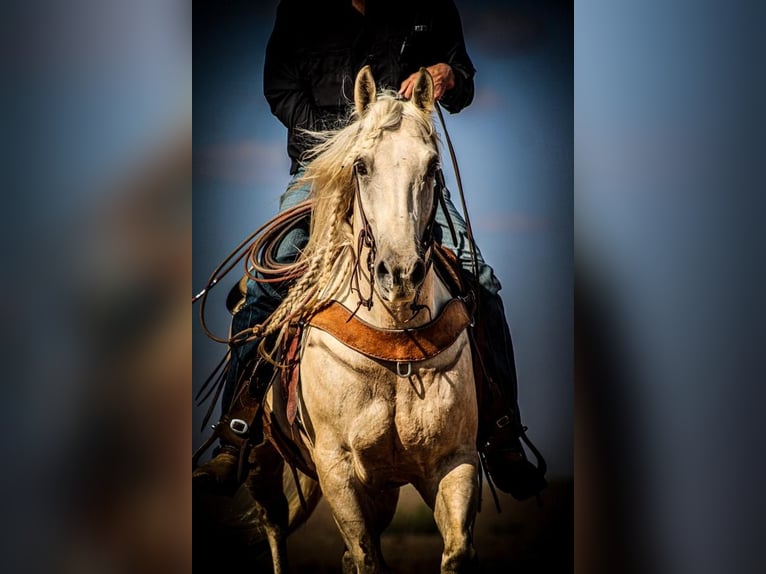 American Quarter Horse Gelding 5 years 15 hh Palomino in Stephenville, TX