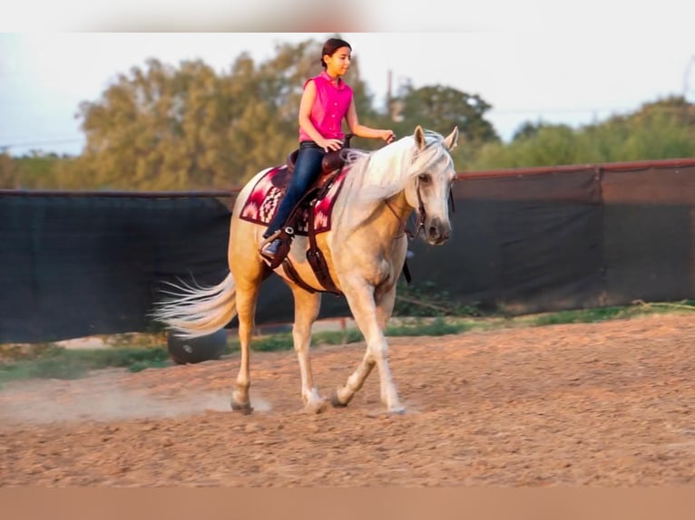 American Quarter Horse Gelding 5 years 15 hh Palomino in Stephenville, TX