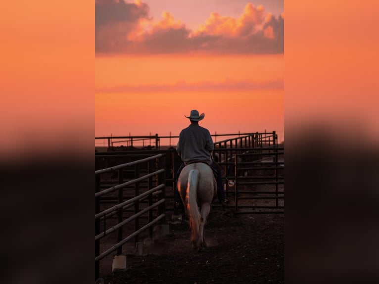 American Quarter Horse Gelding 5 years 15 hh Palomino in Stephenville, TX