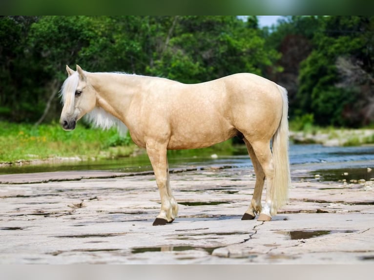 American Quarter Horse Gelding 5 years 15 hh Palomino in Stephenville, TX