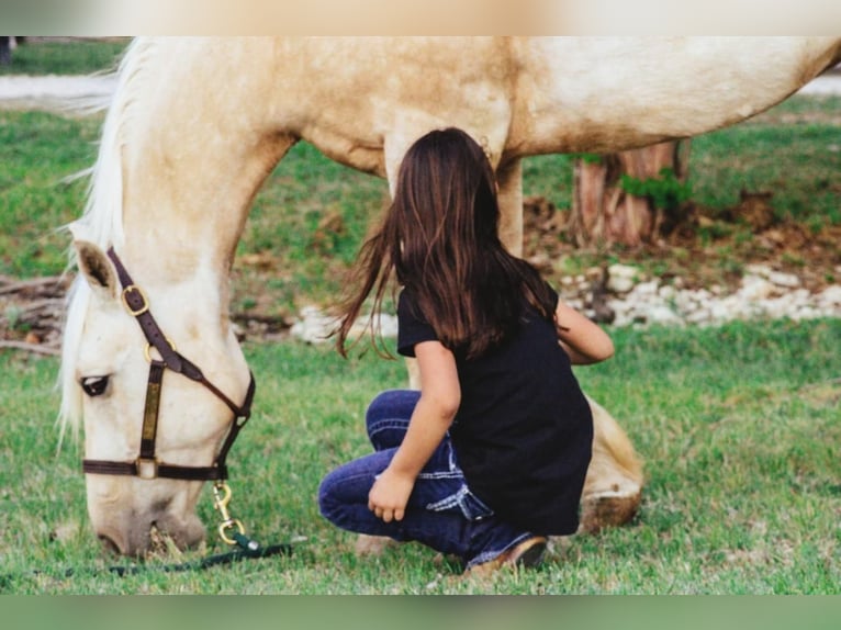 American Quarter Horse Gelding 5 years 15 hh Palomino in Stephenville, TX