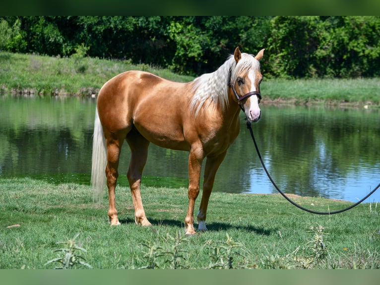 American Quarter Horse Gelding 5 years 15 hh Palomino in Stephenville