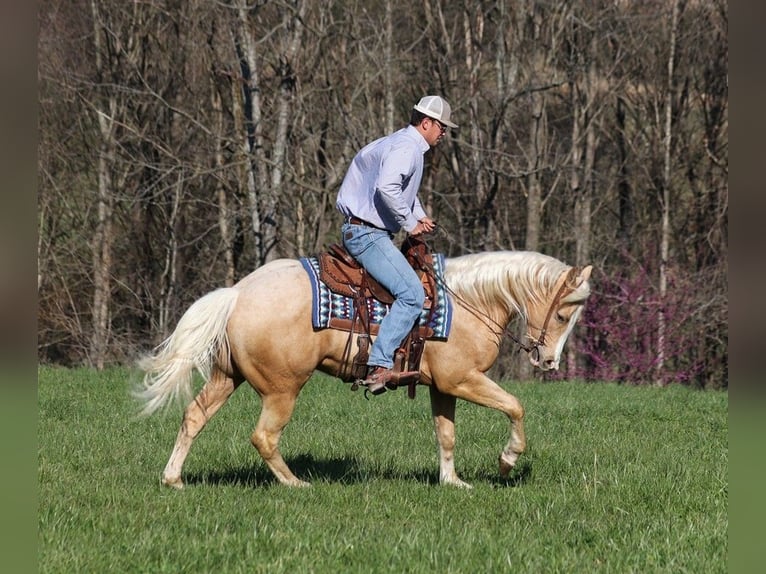 American Quarter Horse Gelding 5 years 15 hh Palomino in SOMERSET, KY