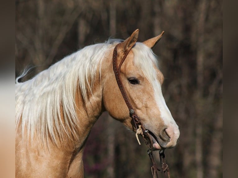 American Quarter Horse Gelding 5 years 15 hh Palomino in SOMERSET, KY