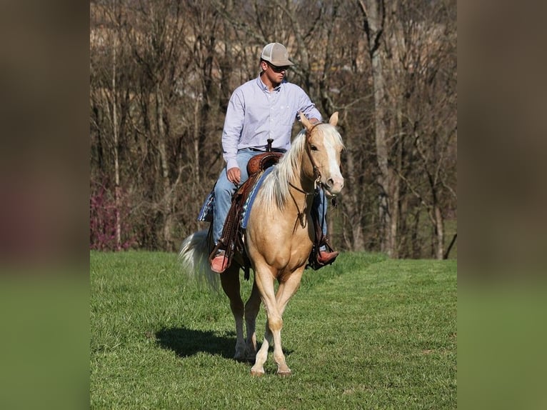 American Quarter Horse Gelding 5 years 15 hh Palomino in SOMERSET, KY