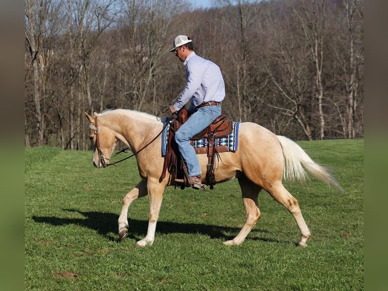 American Quarter Horse Gelding 5 years 15 hh Palomino in SOMERSET, KY