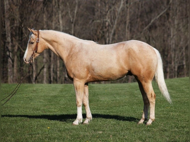 American Quarter Horse Gelding 5 years 15 hh Palomino in SOMERSET, KY