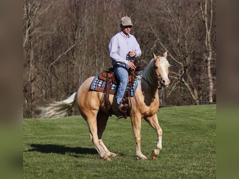 American Quarter Horse Gelding 5 years 15 hh Palomino in SOMERSET, KY