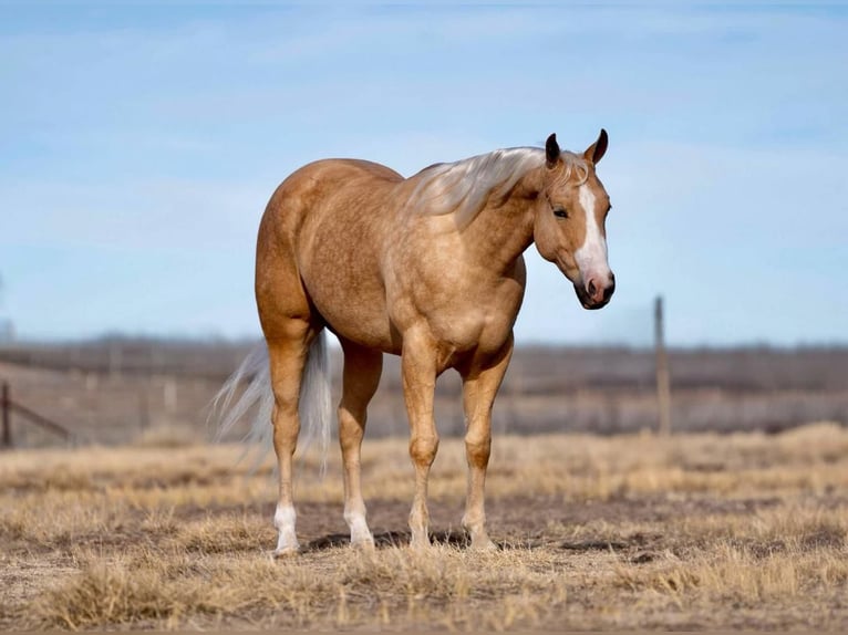 American Quarter Horse Gelding 5 years 15 hh Palomino in Marshall, MO