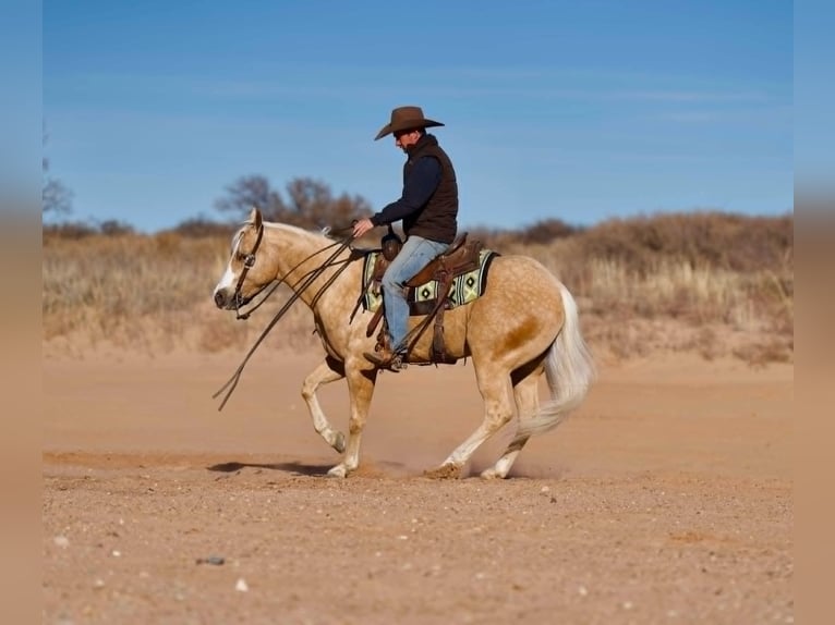 American Quarter Horse Gelding 5 years 15 hh Palomino in Indian