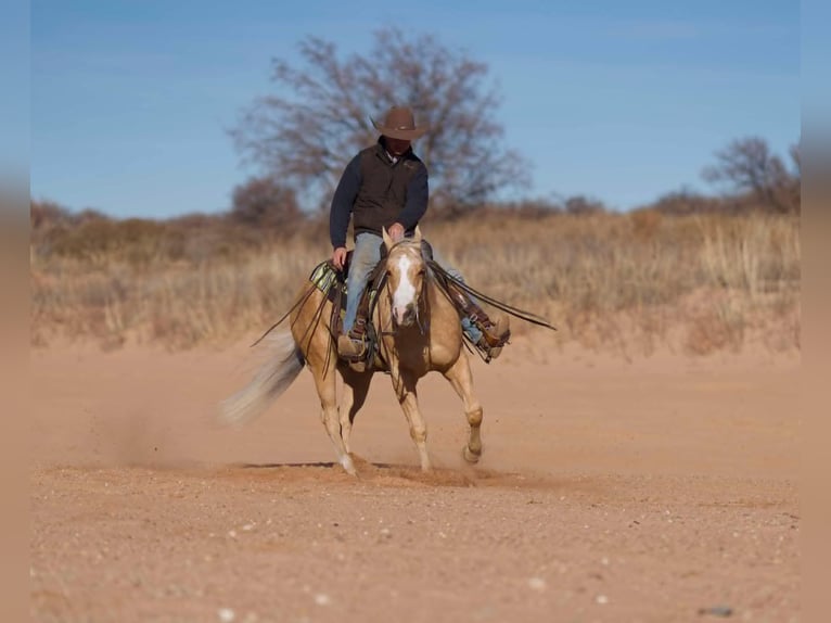 American Quarter Horse Gelding 5 years 15 hh Palomino in Indian