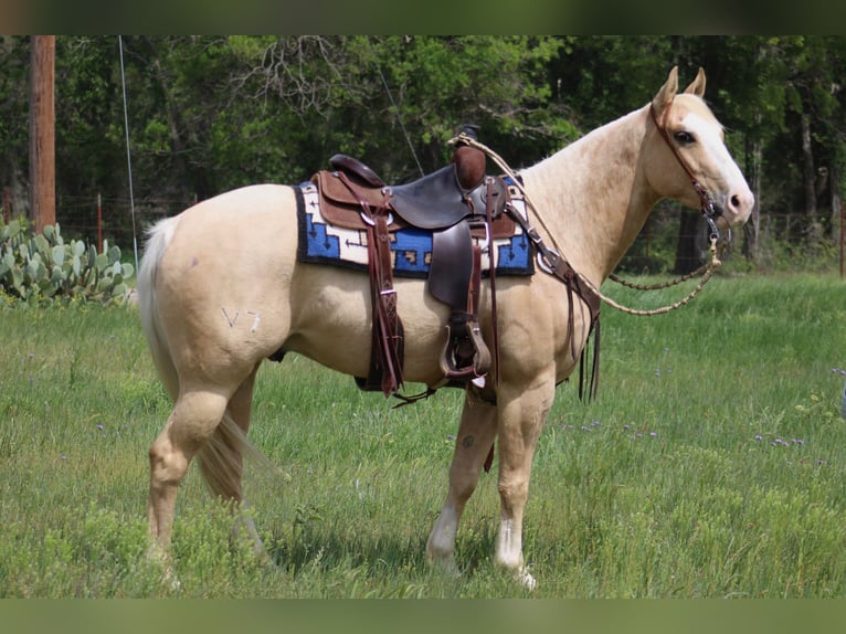 American Quarter Horse Gelding 5 years 15 hh Palomino in Morgan MIll TX