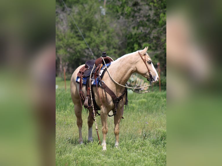 American Quarter Horse Gelding 5 years 15 hh Palomino in Morgan MIll TX