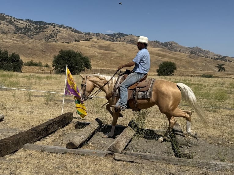 American Quarter Horse Gelding 5 years 15 hh Palomino in Paicines CA